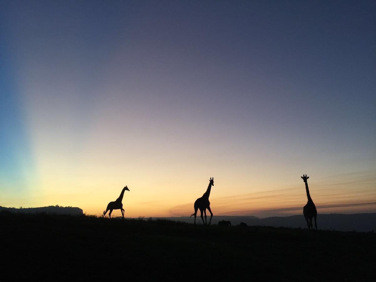 Villa Phezulu Safari Park à Botha's Hill Extérieur photo