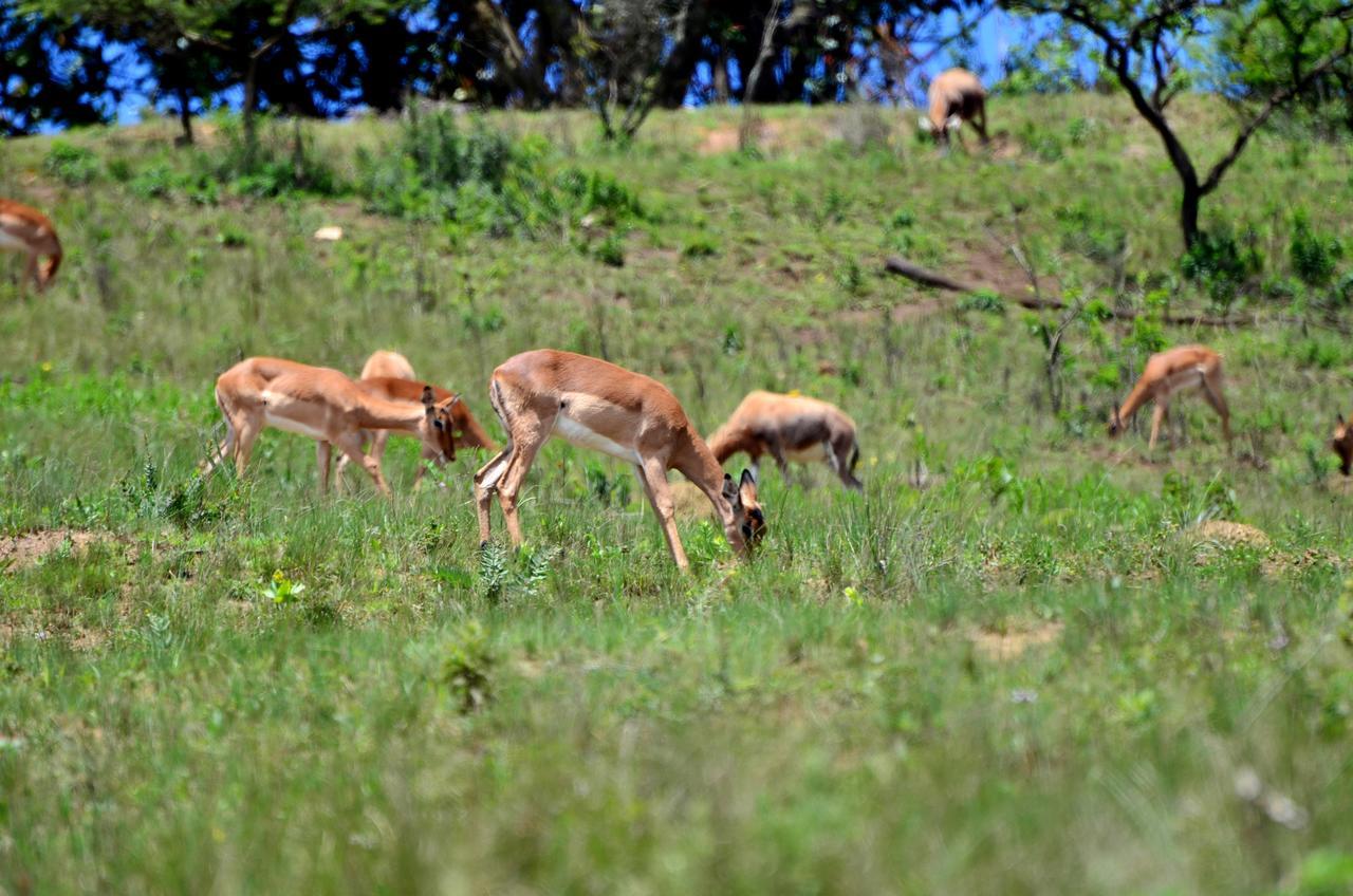 Villa Phezulu Safari Park à Botha's Hill Extérieur photo